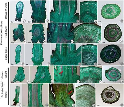 A multifaceted comparison between the fruit-abscission and fruit-retention cultivars in ornamental crabapple